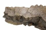 Fossil Dinosaur (Triceratops) Jaw Section - Wyoming #382560-5